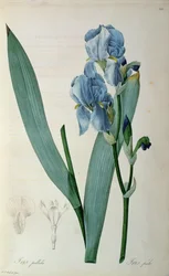 Iris Pallida, aus `Les Liliacees